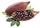 Cocoa