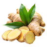 Ginger