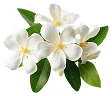 Jasmine Sambac