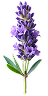  Patchouli
