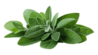  Sage