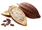  Cacao