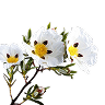 Cistus