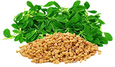 Fenugreek