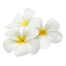 Gardenia