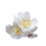  Labdanum