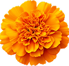  Marigold