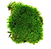 Moss