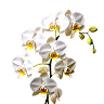 Orchid