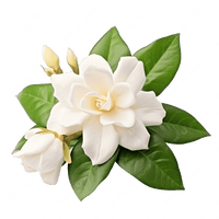  Jasmin