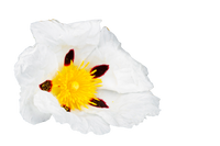 Labdanum