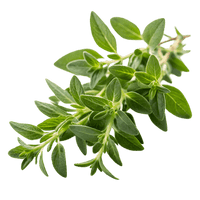 Thyme