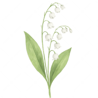 Lily of the Valley