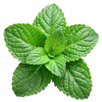 Menthol