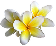 Tiare Flower