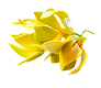 Ylang